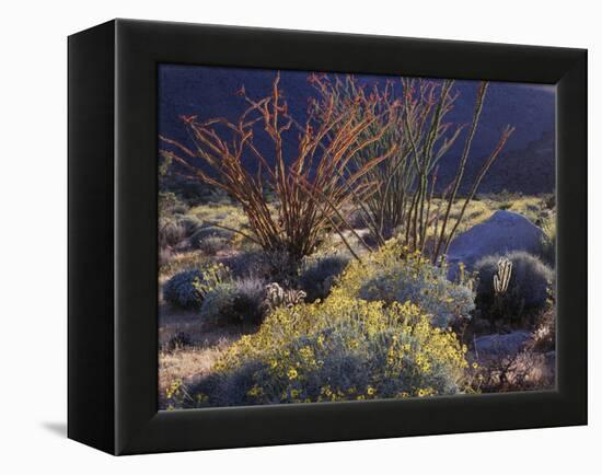 California, Anza Borrego Desert Sp, Backlit Ocotillos and Brittlebush-Christopher Talbot Frank-Framed Premier Image Canvas
