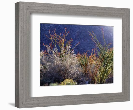 California, Anza Borrego Desert Sp, Backlit Ocotillos and Brittlebush-Christopher Talbot Frank-Framed Photographic Print