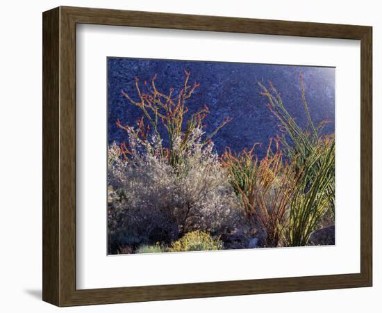 California, Anza Borrego Desert Sp, Backlit Ocotillos and Brittlebush-Christopher Talbot Frank-Framed Photographic Print