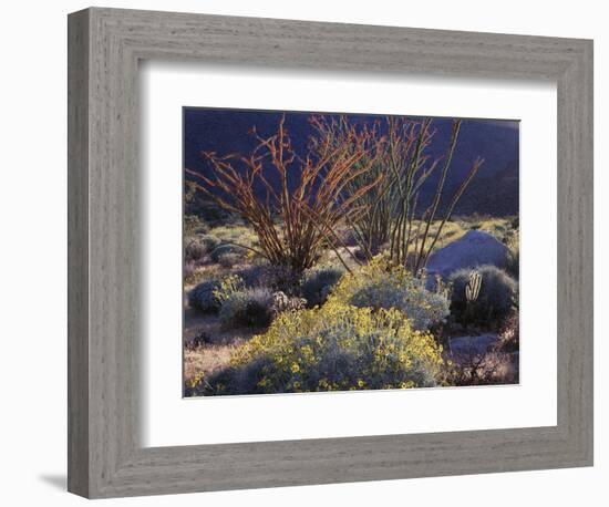 California, Anza Borrego Desert Sp, Backlit Ocotillos and Brittlebush-Christopher Talbot Frank-Framed Photographic Print