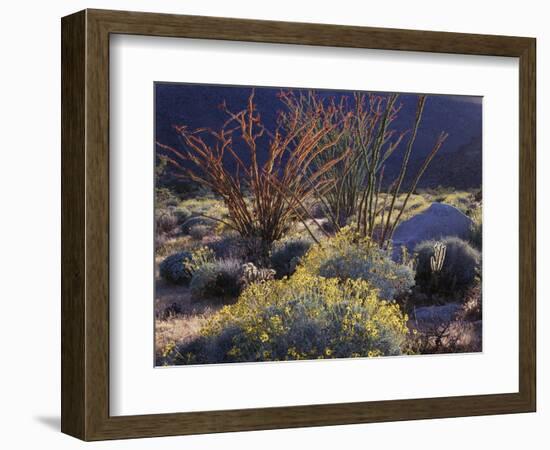 California, Anza Borrego Desert Sp, Backlit Ocotillos and Brittlebush-Christopher Talbot Frank-Framed Photographic Print