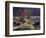 California, Anza Borrego Desert Sp, Backlit Ocotillos and Brittlebush-Christopher Talbot Frank-Framed Photographic Print