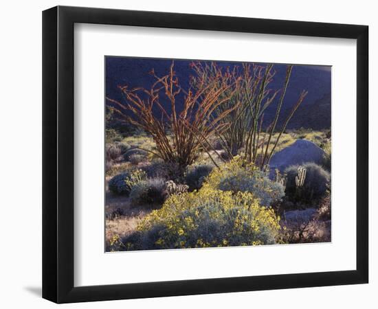 California, Anza Borrego Desert Sp, Backlit Ocotillos and Brittlebush-Christopher Talbot Frank-Framed Photographic Print