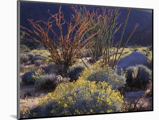 California, Anza Borrego Desert Sp, Backlit Ocotillos and Brittlebush-Christopher Talbot Frank-Mounted Photographic Print