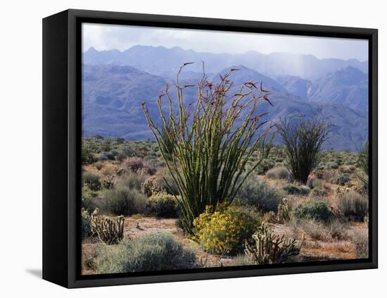 California, Anza Borrego Desert Sp, Brittlebush and Blooming Ocotillo-Christopher Talbot Frank-Framed Premier Image Canvas