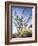 California, Anza Borrego Desert Sp, Brittlebush and Blooming Ocotillo-Christopher Talbot Frank-Framed Photographic Print