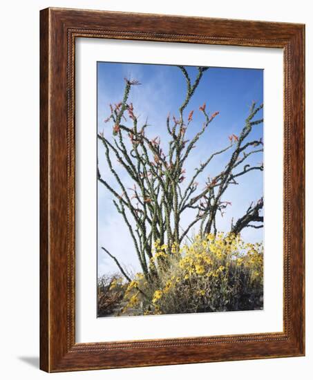 California, Anza Borrego Desert Sp, Brittlebush and Blooming Ocotillo-Christopher Talbot Frank-Framed Photographic Print