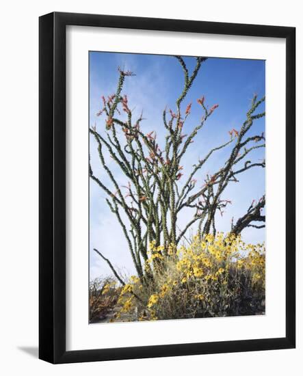 California, Anza Borrego Desert Sp, Brittlebush and Blooming Ocotillo-Christopher Talbot Frank-Framed Photographic Print