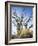 California, Anza Borrego Desert Sp, Brittlebush and Blooming Ocotillo-Christopher Talbot Frank-Framed Photographic Print