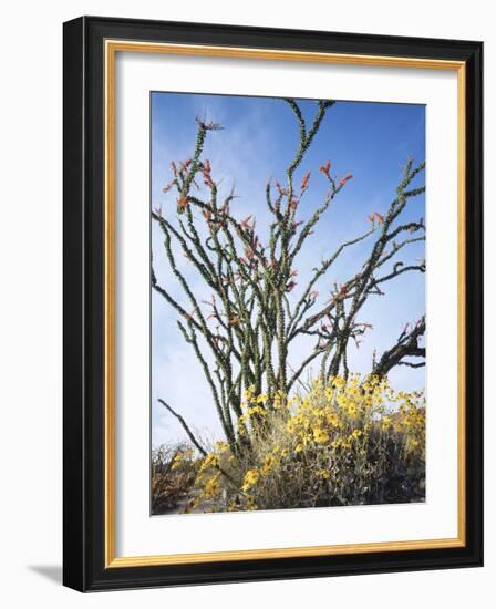 California, Anza Borrego Desert Sp, Brittlebush and Blooming Ocotillo-Christopher Talbot Frank-Framed Photographic Print