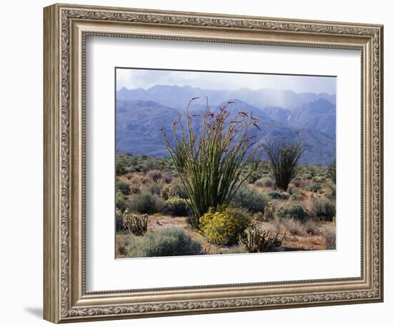 California, Anza Borrego Desert Sp, Brittlebush and Blooming Ocotillo-Christopher Talbot Frank-Framed Photographic Print