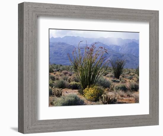 California, Anza Borrego Desert Sp, Brittlebush and Blooming Ocotillo-Christopher Talbot Frank-Framed Photographic Print