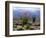 California, Anza Borrego Desert Sp, Brittlebush and Blooming Ocotillo-Christopher Talbot Frank-Framed Photographic Print