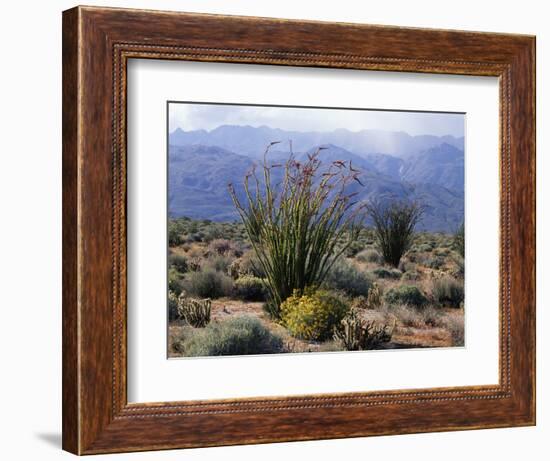 California, Anza Borrego Desert Sp, Brittlebush and Blooming Ocotillo-Christopher Talbot Frank-Framed Photographic Print