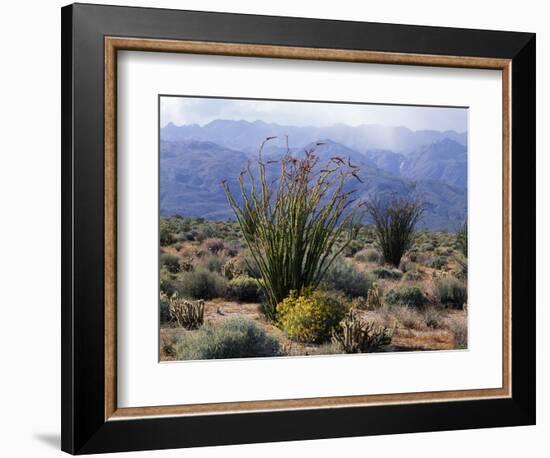 California, Anza Borrego Desert Sp, Brittlebush and Blooming Ocotillo-Christopher Talbot Frank-Framed Photographic Print