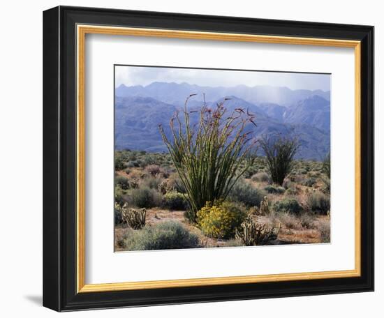 California, Anza Borrego Desert Sp, Brittlebush and Blooming Ocotillo-Christopher Talbot Frank-Framed Photographic Print