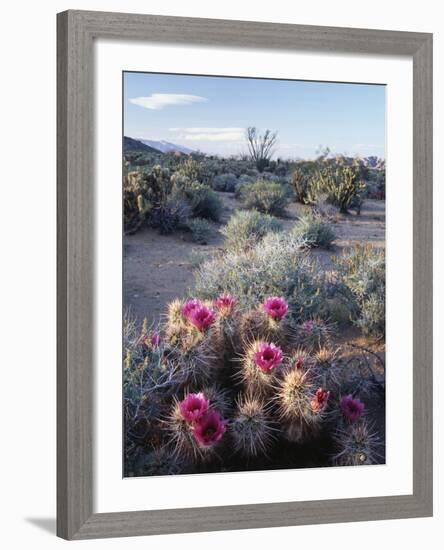 California, Anza Borrego Desert Sp, Calico Cactus, Flowers-Christopher Talbot Frank-Framed Photographic Print