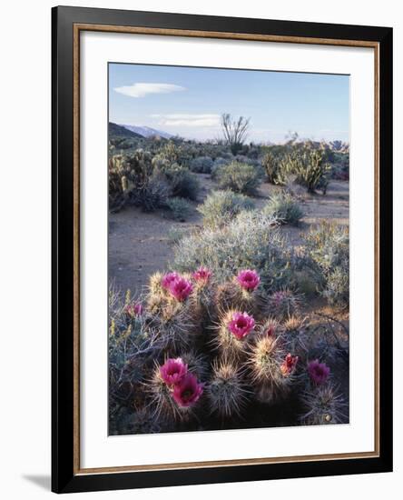 California, Anza Borrego Desert Sp, Calico Cactus, Flowers-Christopher Talbot Frank-Framed Photographic Print