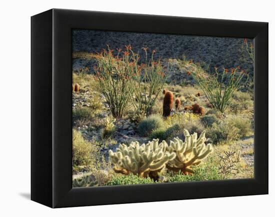 California, Anza Borrego Desert Sp, Cholla Cacti and Ocotillos-Christopher Talbot Frank-Framed Premier Image Canvas