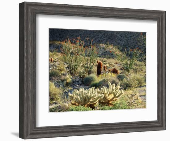 California, Anza Borrego Desert Sp, Cholla Cacti and Ocotillos-Christopher Talbot Frank-Framed Photographic Print