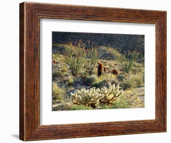 California, Anza Borrego Desert Sp, Cholla Cacti and Ocotillos-Christopher Talbot Frank-Framed Photographic Print