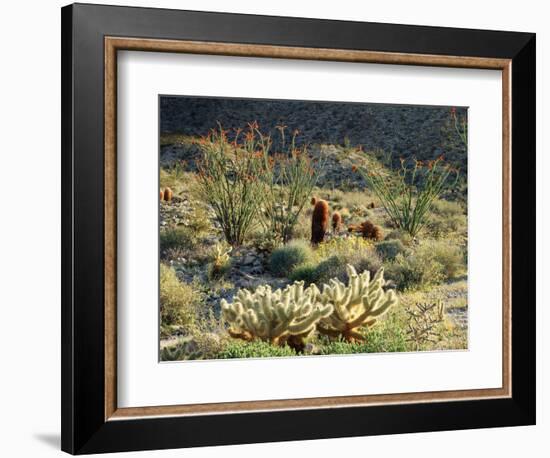 California, Anza Borrego Desert Sp, Cholla Cacti and Ocotillos-Christopher Talbot Frank-Framed Photographic Print