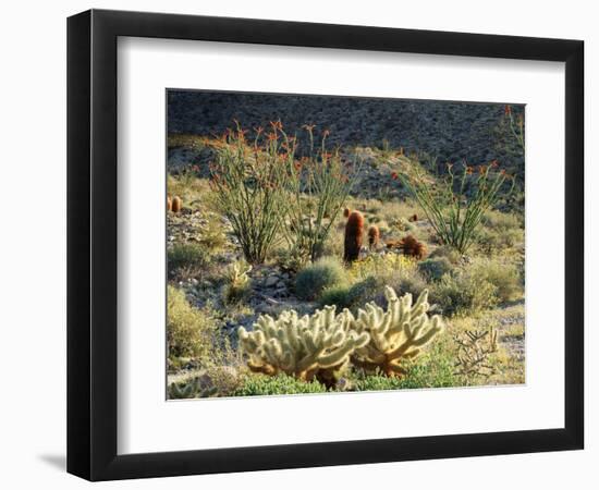 California, Anza Borrego Desert Sp, Cholla Cacti and Ocotillos-Christopher Talbot Frank-Framed Photographic Print