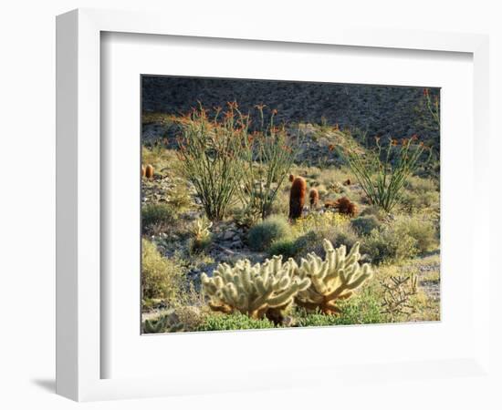 California, Anza Borrego Desert Sp, Cholla Cacti and Ocotillos-Christopher Talbot Frank-Framed Photographic Print