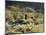 California, Anza Borrego Desert Sp, Cholla Cacti and Ocotillos-Christopher Talbot Frank-Mounted Photographic Print