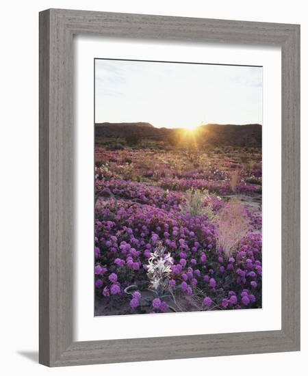 California, Anza Borrego Desert Sp, Desert Lily and Sand Verbena-Christopher Talbot Frank-Framed Photographic Print