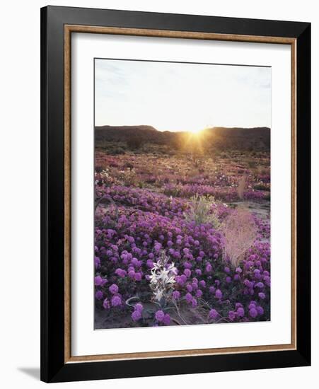 California, Anza Borrego Desert Sp, Desert Lily and Sand Verbena-Christopher Talbot Frank-Framed Photographic Print