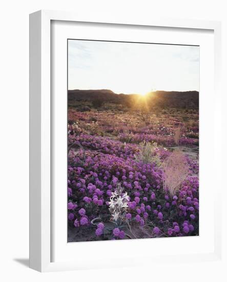 California, Anza Borrego Desert Sp, Desert Lily and Sand Verbena-Christopher Talbot Frank-Framed Photographic Print