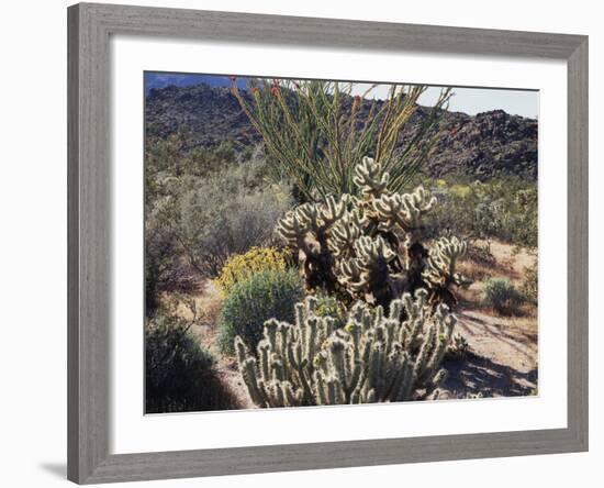 California, Anza Borrego Desert Sp, Desert Vegetation-Christopher Talbot Frank-Framed Photographic Print