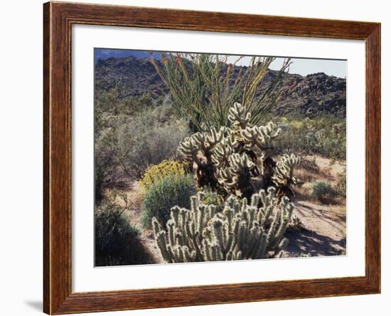 California, Anza Borrego Desert Sp, Desert Vegetation-Christopher Talbot Frank-Framed Photographic Print