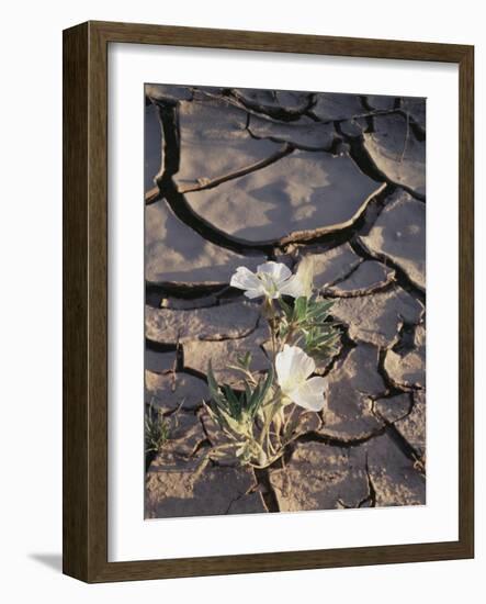 California, Anza Borrego Desert Sp, Dune Evening Primrose-Christopher Talbot Frank-Framed Photographic Print