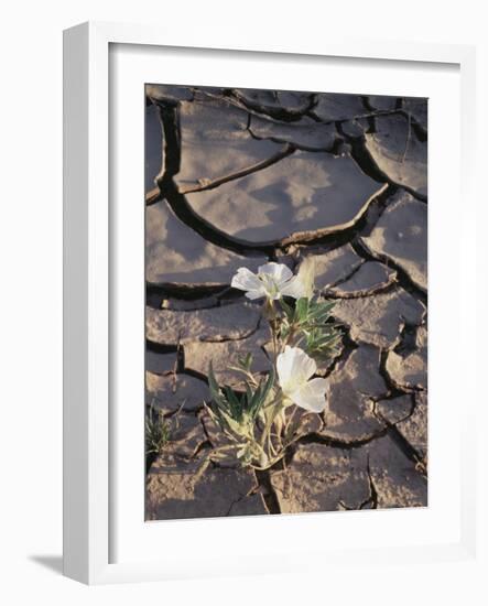 California, Anza Borrego Desert Sp, Dune Evening Primrose-Christopher Talbot Frank-Framed Photographic Print