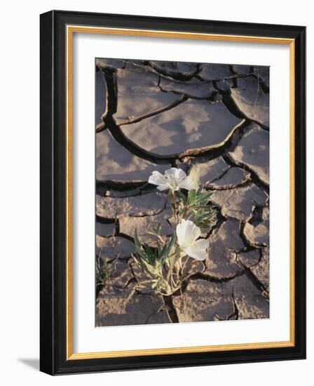 California, Anza Borrego Desert Sp, Dune Evening Primrose-Christopher Talbot Frank-Framed Photographic Print