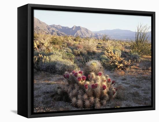 California, Anza Borrego Desert Sp, Hedgehog and Barrel Cactus-Christopher Talbot Frank-Framed Premier Image Canvas
