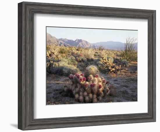 California, Anza Borrego Desert Sp, Hedgehog and Barrel Cactus-Christopher Talbot Frank-Framed Photographic Print