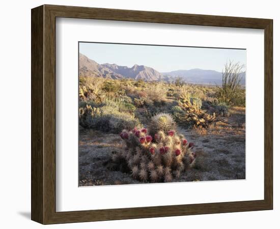 California, Anza Borrego Desert Sp, Hedgehog and Barrel Cactus-Christopher Talbot Frank-Framed Photographic Print