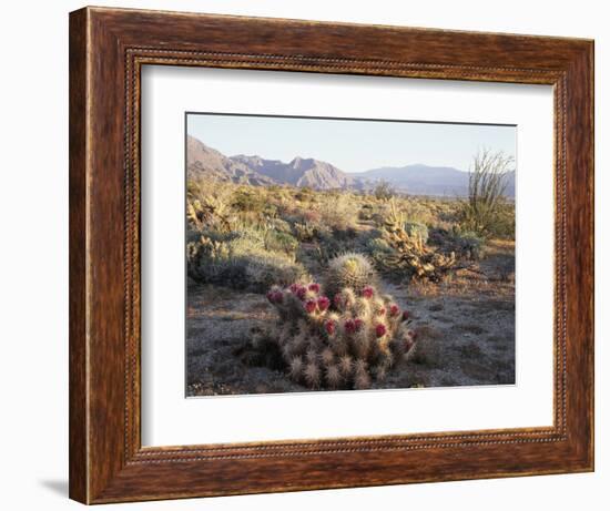 California, Anza Borrego Desert Sp, Hedgehog and Barrel Cactus-Christopher Talbot Frank-Framed Photographic Print