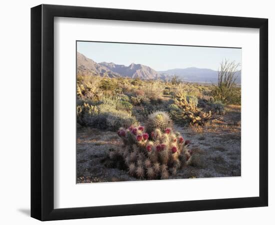 California, Anza Borrego Desert Sp, Hedgehog and Barrel Cactus-Christopher Talbot Frank-Framed Photographic Print