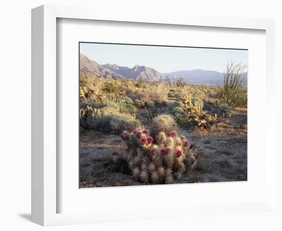 California, Anza Borrego Desert Sp, Hedgehog and Barrel Cactus-Christopher Talbot Frank-Framed Photographic Print