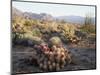 California, Anza Borrego Desert Sp, Hedgehog and Barrel Cactus-Christopher Talbot Frank-Mounted Photographic Print