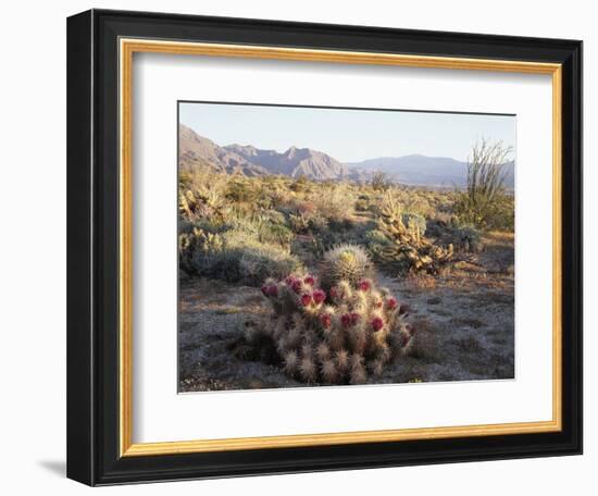 California, Anza Borrego Desert Sp, Hedgehog and Barrel Cactus-Christopher Talbot Frank-Framed Photographic Print