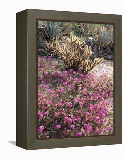 California, Anza Borrego Desert Sp, Sand Verbena and a Cholla Cactus-Christopher Talbot Frank-Framed Premier Image Canvas