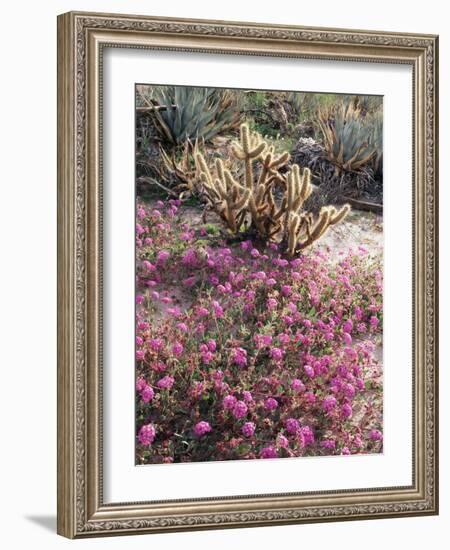 California, Anza Borrego Desert Sp, Sand Verbena and a Cholla Cactus-Christopher Talbot Frank-Framed Photographic Print