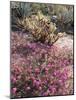 California, Anza Borrego Desert Sp, Sand Verbena and a Cholla Cactus-Christopher Talbot Frank-Mounted Photographic Print
