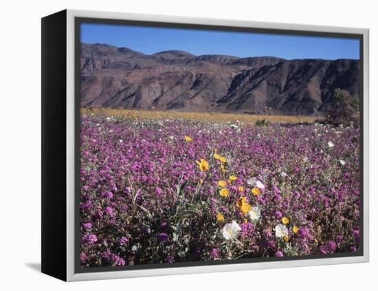 California, Anza Borrego Desert Sp, Sand Verbena and Primrose-Christopher Talbot Frank-Framed Premier Image Canvas
