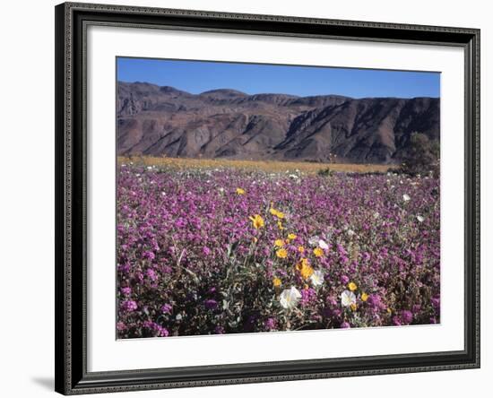 California, Anza Borrego Desert Sp, Sand Verbena and Primrose-Christopher Talbot Frank-Framed Photographic Print